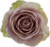 Amenesia