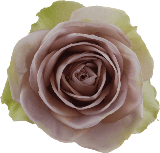 Amenesia