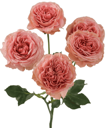 Be Joyful
