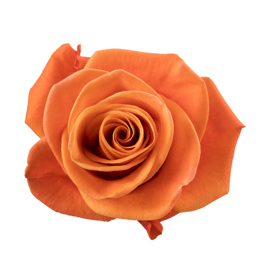 CARNELIAN