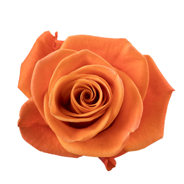 CARNELIAN