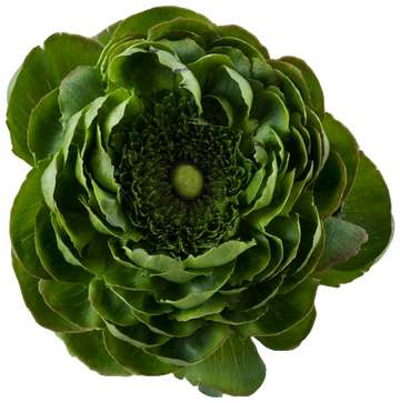 Green Alcachofo