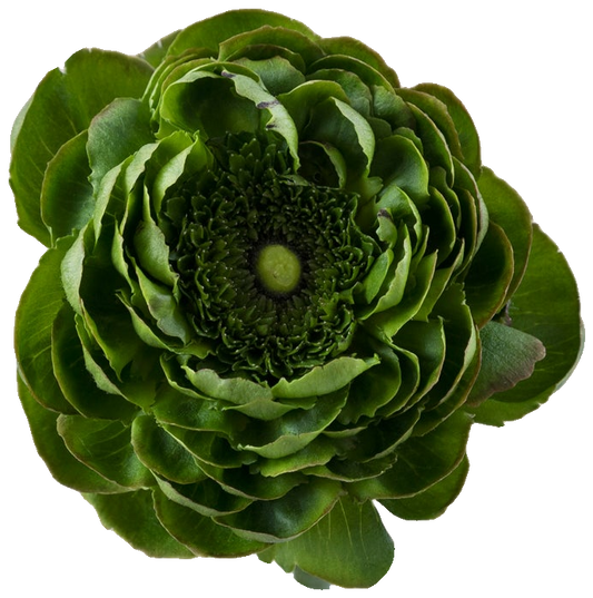 Green Alcachofo
