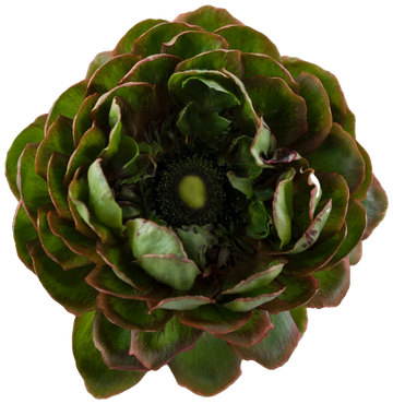 Red Alcachofo