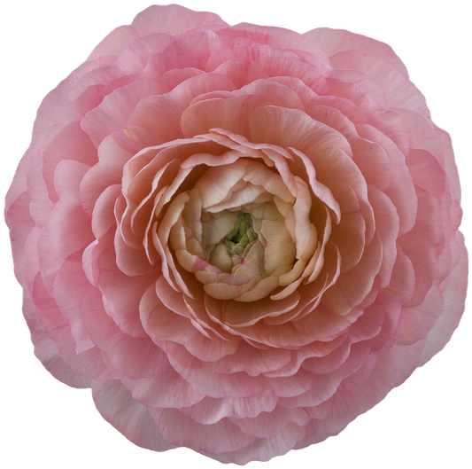 Venere