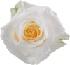 Créme de la Créme