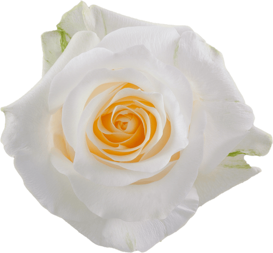Créme de la Créme