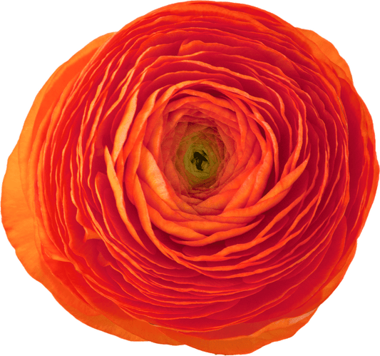 Clementine