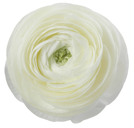 Crema
