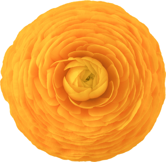 Giallo