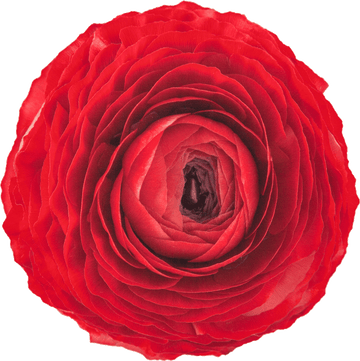 Rosso