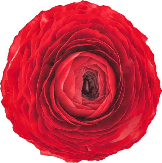 Rosso
