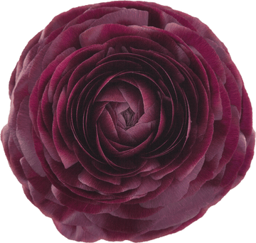 Viola