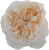 Eugine