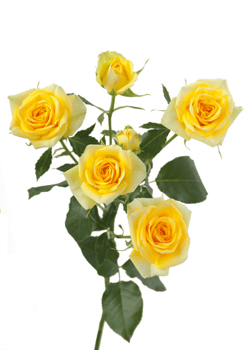 Golden Blossom