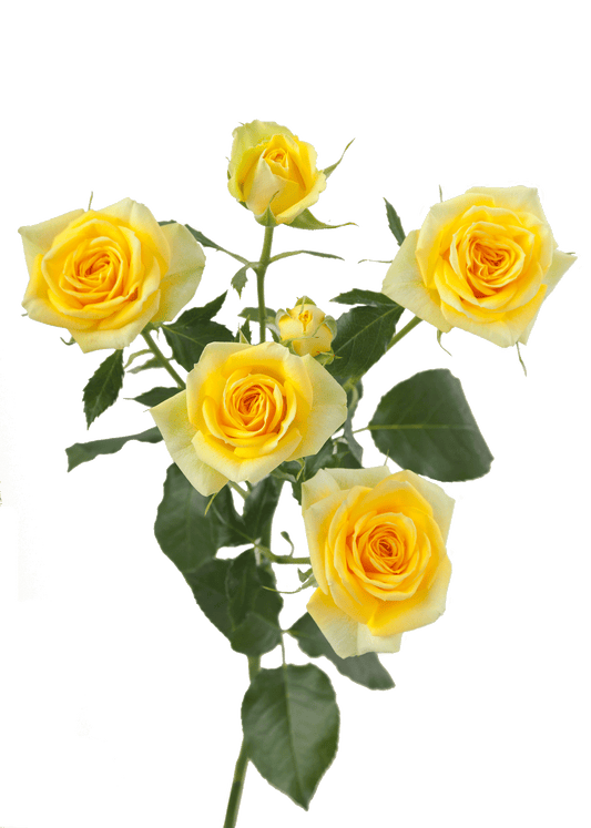 Golden Blossom