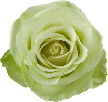 GREEN ROMANCE