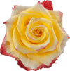 High & Yellow Flame