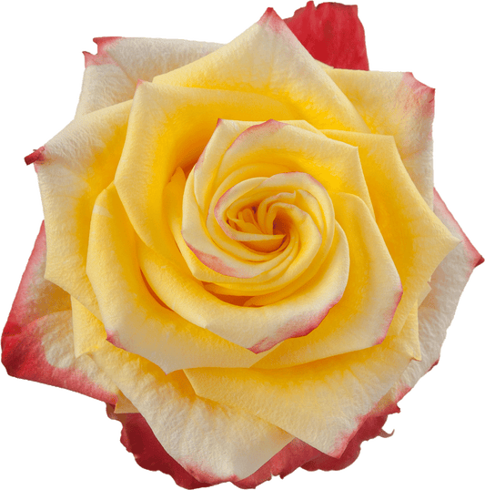 High & Yellow Flame