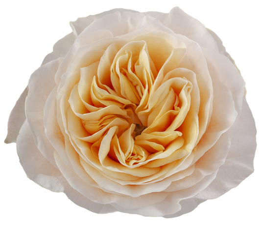 KING'S CROSS