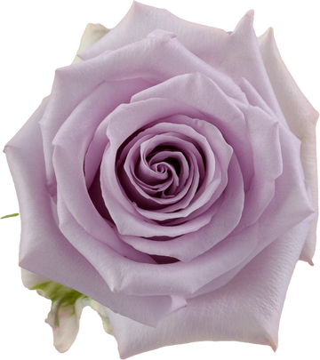 OCEAN SONG