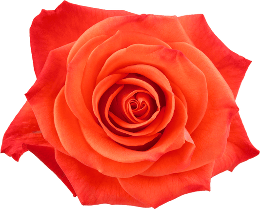 ORANGE CRUSH