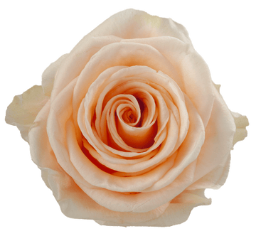 PEACH WAVE