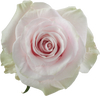Pink Mondial