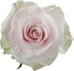 Pink Mondial