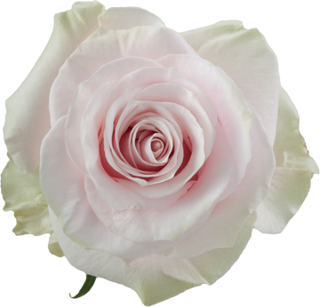 Pink Mondial