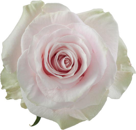 Pink Mondial