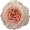 Princess Crown