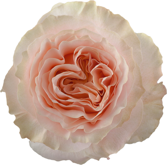 Princess Crown