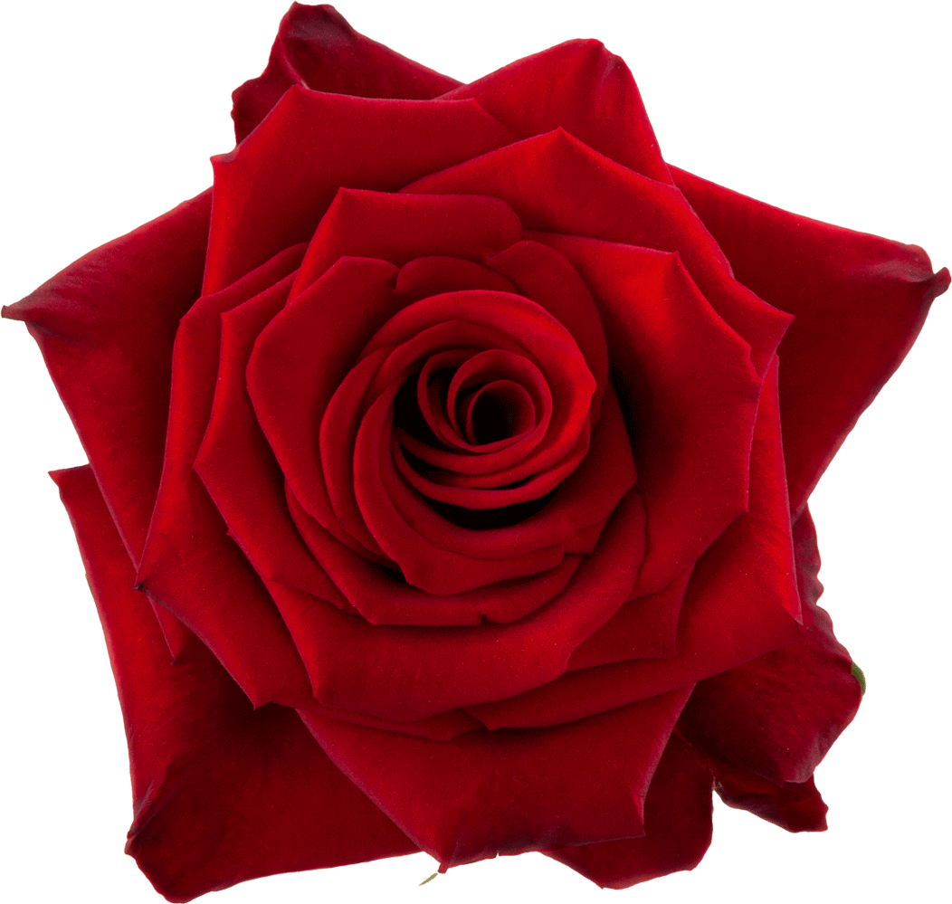 RED PARIS – Afleur Wholesale