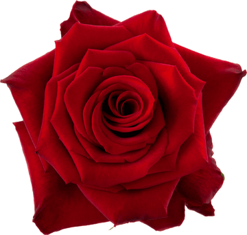 RED PARIS