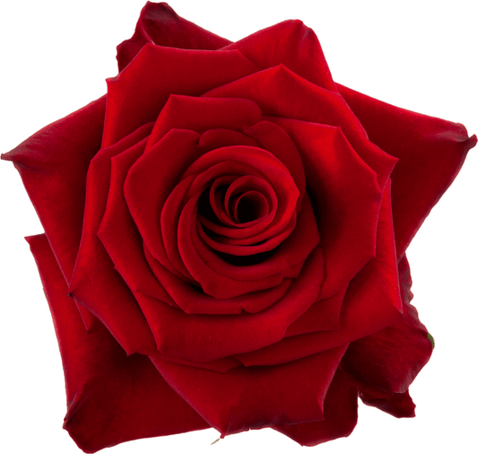 RED PARIS