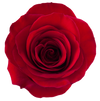 Redvolution