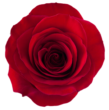 Redvolution
