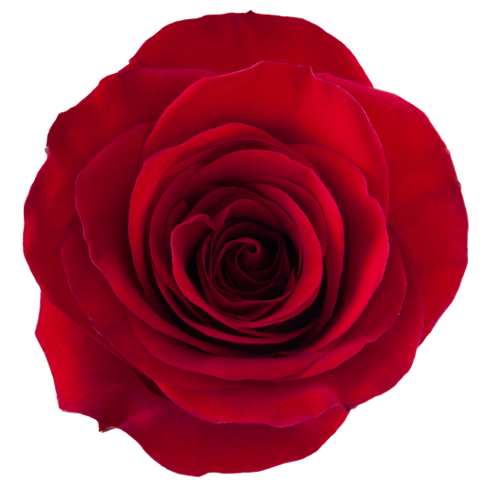 Redvolution
