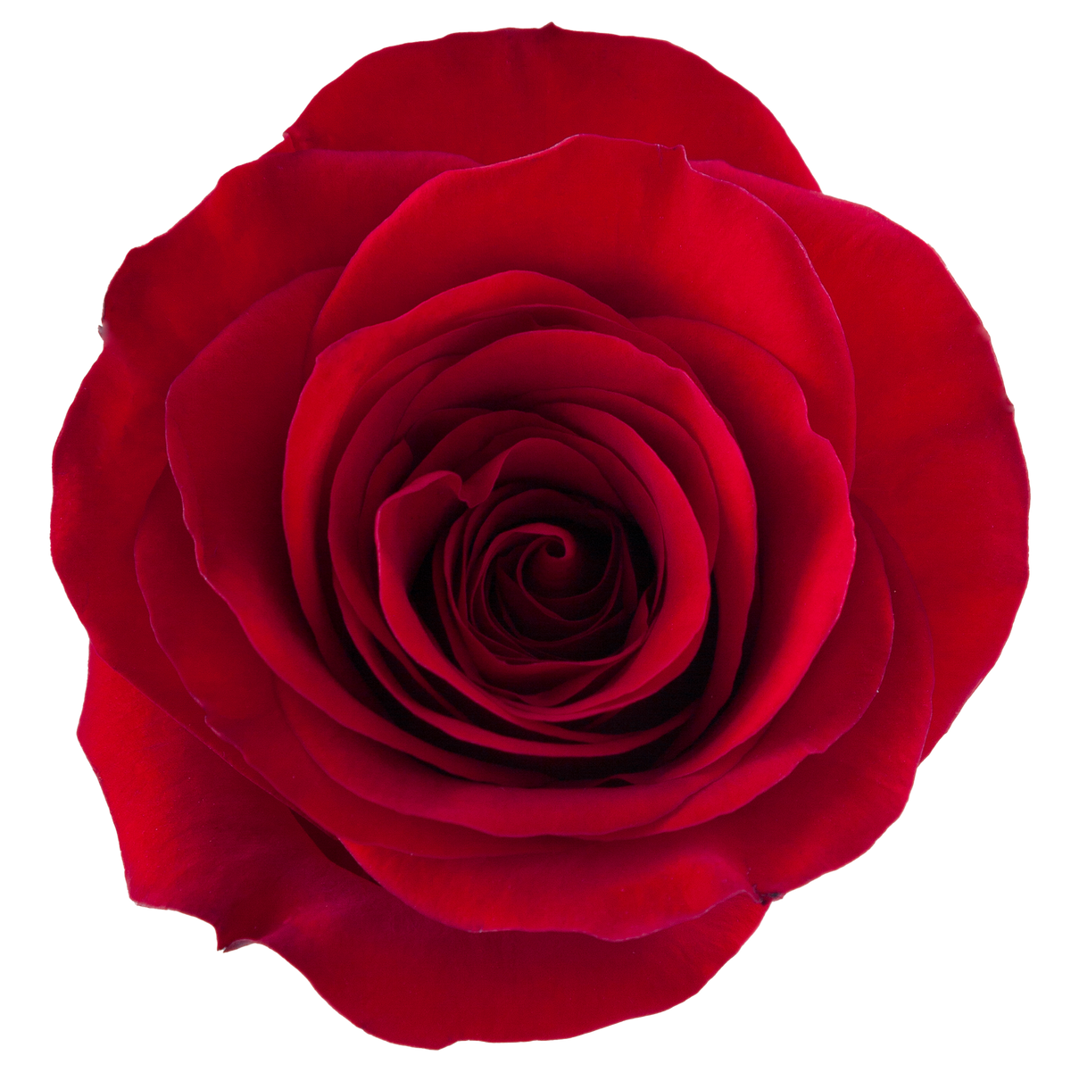 Redvolution Rosa REDVOLUTION – Afleur Wholesale
