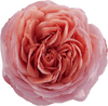 Romantic Antike