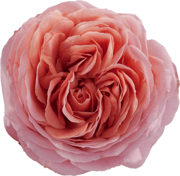 Romantic Antike