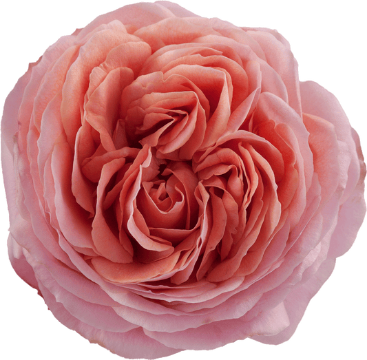 Romantic Antike