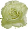 Wasabi