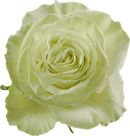 Wasabi