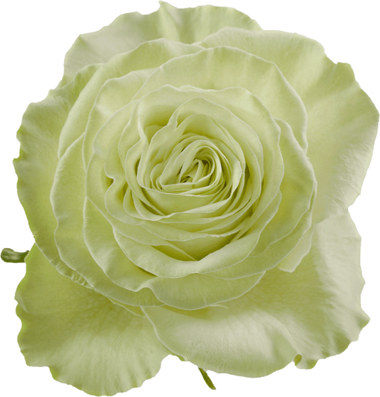 WASABI