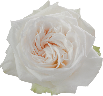 White O’Hara