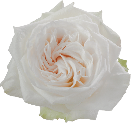 White O’Hara